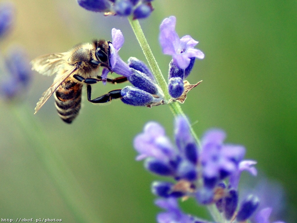 2010-07-04 Natura